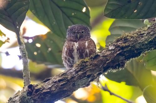 Sunda Owlet ©Chris Venetz