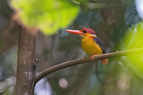 Oriental Dwarf Kingfisher ©Chris Venetz