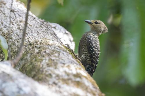 Buff-rumped Woodpecker ©Chris Venetz