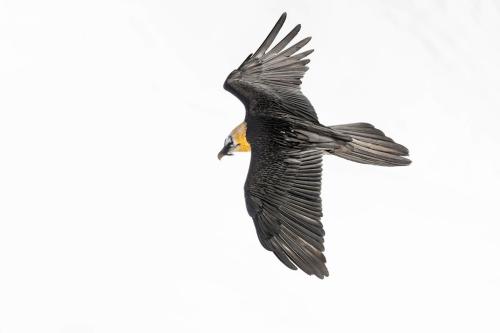 Gypaète barbu ©Chris Venetz