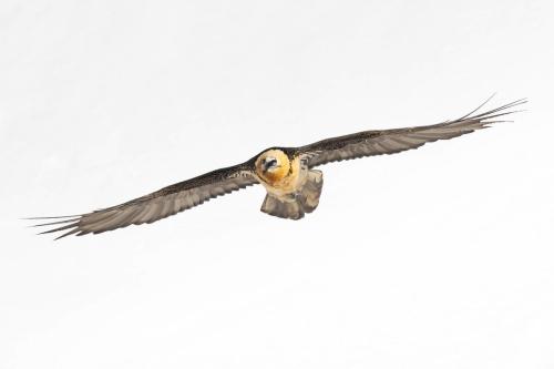 Gypaète barbu ©Chris Venetz