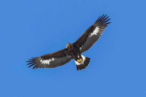 Aigle royal ©Chris Venetz