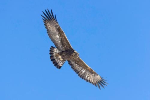 Aigle royal ©Chris Venetz
