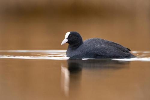 Foulque macroule ©Chris Venetz
