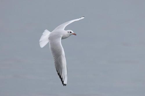 Mouette rieuse ©Chris Venetz