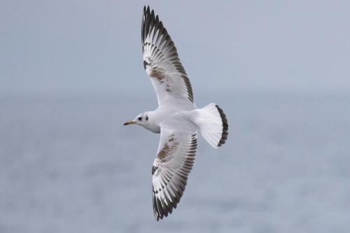 Mouette rieuse ©Chris Venetz