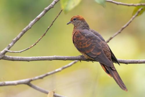 Little Cuckoo-dove ©Chris Venetz