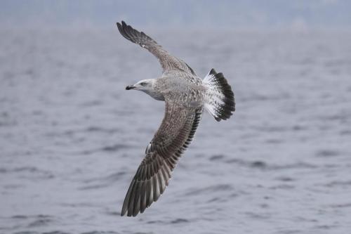 Goéland leucophée ©Chris Venetz