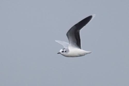 Mouette pygmée ©Chris Venetz