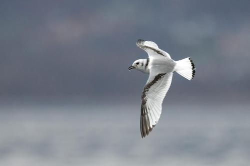 Mouette tridactyle ©Chris Venetz