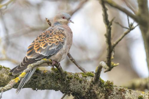 Tourterelle orientale ©Chris Venetz