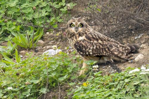 Hibou des marais ©Chris Venetz