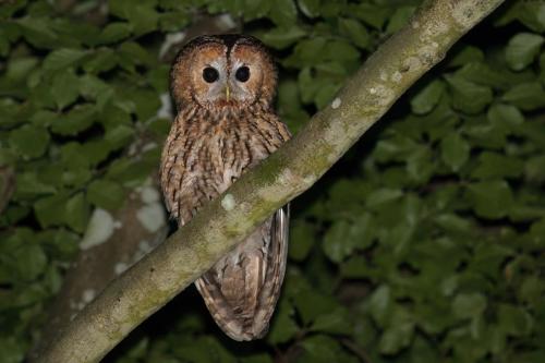 Chouette hulotte ©Chris Venetz