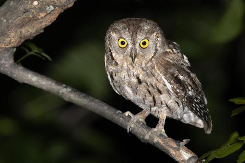 Petit-duc scops ©Chris Venetz