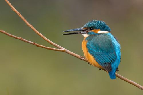 Martin-pêcheur d'Europe ©Chris Venetz