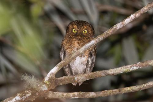 Mountain Scops Owl ©Chris Venetz